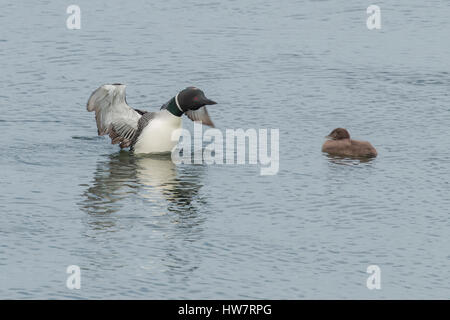 Loon with her chick in the Kenai National Wildlife Refuge, Alaska. Stock Photo