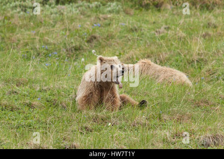 Grizzly cubs napping on the tundra in Denali National Park, Alaska. Stock Photo