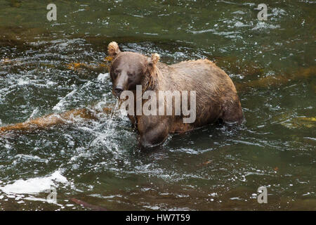 Grizzly bear fishing for salmon in the Russian River, Alaska. Stock Photo
