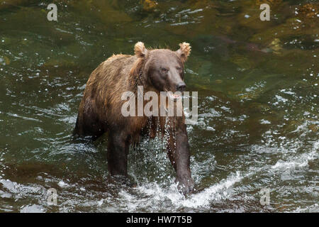 Grizzly bear fishing for salmon in the Russian River, Alaska. Stock Photo