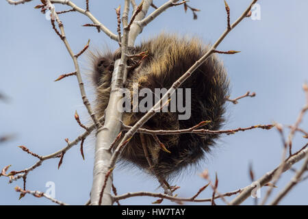 Porcupine curled up in a cottonwood tree, Alaska. Stock Photo