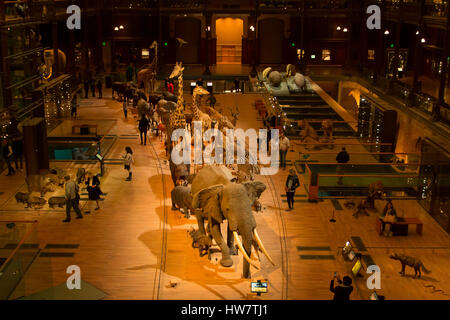 PARIS, FRANCE- OCTOBER 8, 2016: The Grand Gallery of Evolution in the Natural History Museum. Stock Photo