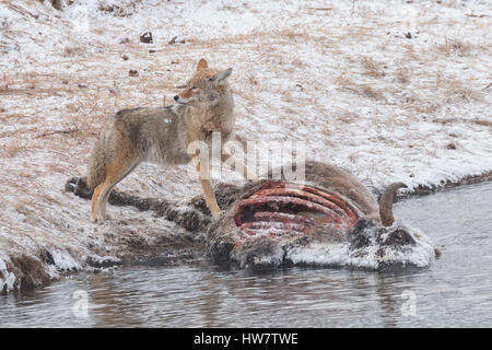 Coyote feeding on a winter killed bison near the Madison River in Yellowstone. Stock Photo