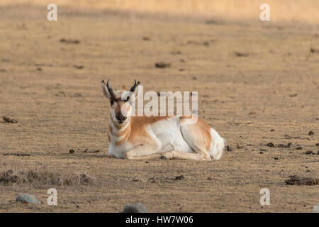 Pronghorn antelope in Yellowstone National Park, Wyoming. Stock Photo
