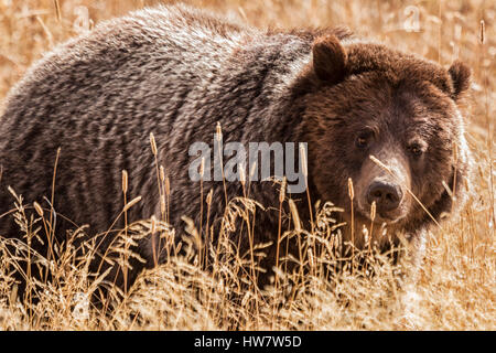 Grizzly bear in Yellowstone National Park, Wyoming. Stock Photo