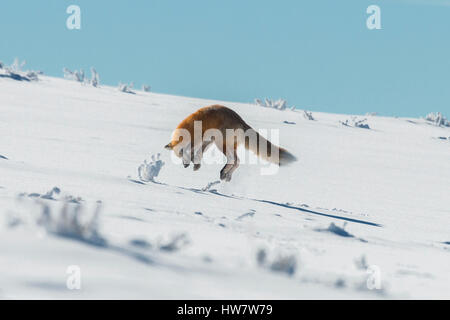 Red fox pouncing on prey in Yellowstone National Park, Wyoming Stock Photo