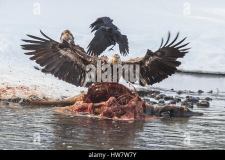 Immature bald eagles on an elk carcass in the Madison River, Yellowstone National Park. Stock Photo