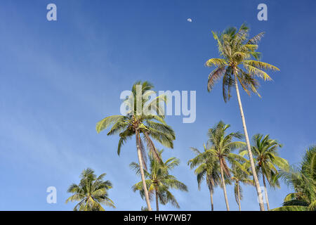 Upwards view of the tops of tall palm trees against a clear blue sky and a half moon in the distance. Stock Photo