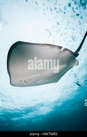 Pink Whipray, Pateobatis fai, North Male Atoll, Maldives Stock Photo