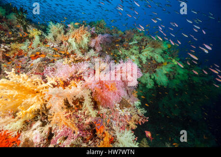 Colored Soft Corals, Nephthea sp, Felidhu Atoll, Maldives Stock Photo