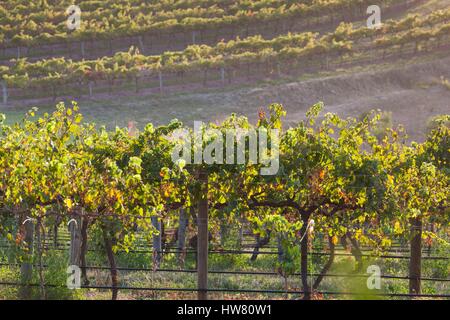 Australia, South Australia, Fleurieu Peninsula, McLaren Vale Wine Region, McLaren Vale, elevated vineyard view Stock Photo