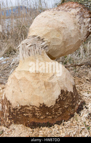 Wolgast, Germany. 16th Mar, 2017. A tree shows marks of a nightly visit by a beaver on Usedom island near Wolgast, Germany, 16 March 2017. Photo: Stefan Sauer/dpa-Zentralbild/dpa/Alamy Live News Stock Photo