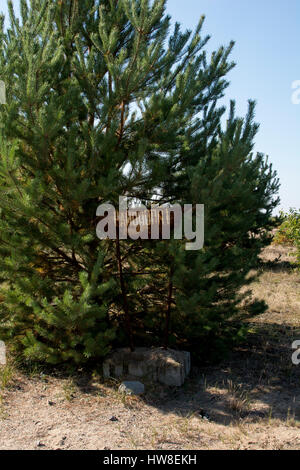 In Wilderness Jüterbog after more than 150 years as a military training area since 1992 in one of the rare Steppe landscapes in Germany nature rules.  Stock Photo