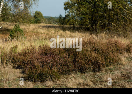 In Wilderness Jüterbog after more than 150 years as a military training area since 1992 in one of the rare Steppe landscapes in Germany nature rules.  Stock Photo