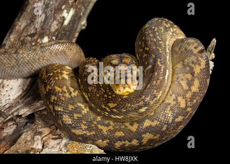 Timor Python, Python timoriensis, Timor, Lesser Sunda Islands ...