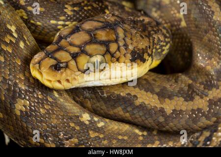 Timor Python, Python timoriensis, Timor, Lesser Sunda Islands ...