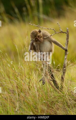 Indonesia, East Nusa Tenggara, Rinca Island, Komodo National Park listed as World Heritage Site by UNESCO, young crab-eating macaque (Macaca fascicularis) on a branch Stock Photo