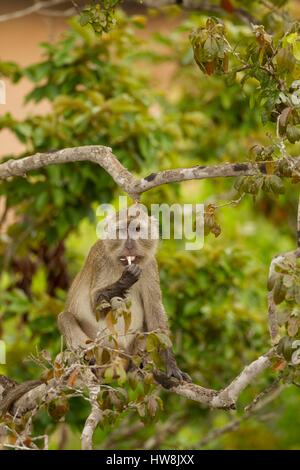 Indonesia, East Nusa Tenggara, Rinca Island, Komodo National Park listed as World Heritage Site by UNESCO, male crab-eating macaque (Macaca fascicularis) eating a bark on a branch Stock Photo