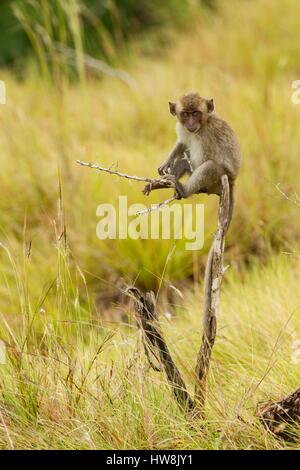 Indonesia, East Nusa Tenggara, Rinca Island, Komodo National Park listed as World Heritage Site by UNESCO, young crab-eating macaque (Macaca fascicularis) on a branch Stock Photo