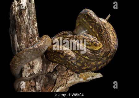 Timor Python, Python timoriensis, Timor, Lesser Sunda Islands ...