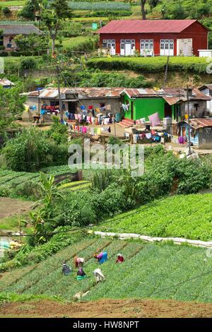 Sri Lanka, Central Province, Nuwara Eliya district, Nuwara Eliya, Tea Picking Stock Photo