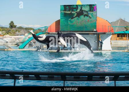 France, Alpes Maritimes, Antibes, Marineland, marine park, killer whales show Stock Photo