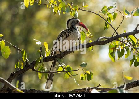 Bostwana, Moremi game reserve, Yellow-billed Hornbill (Tockus flavirostris) Stock Photo