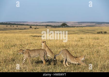 Kenya, Masai-Mara Game Reserve, Cheetah (Acinonyx jubatus), cubs 16/17 months old and their mother Stock Photo