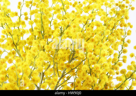 mimosa without leaves. only flowers   on white background Stock Photo