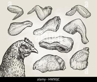 Hand drawn cuts, chicken meat. Butcher shop sketch. Vintage vector illustration Stock Vector