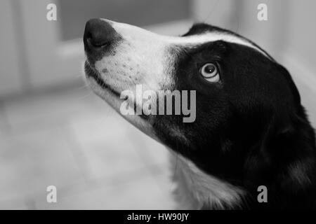 Border Collie Dog Looking Up Stock Photo