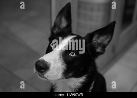 Curious Border Collie Dog, Ears Up and Listening Stock Photo