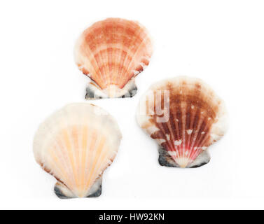 Queen scallop isolated on a white background Stock Photo