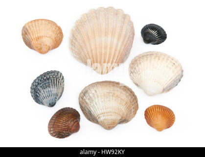 saltwater clams isolated on a white background Stock Photo