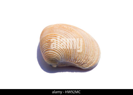 saltwater clams isolated on a white background Stock Photo