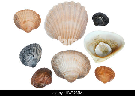 saltwater clams isolated on a white background Stock Photo