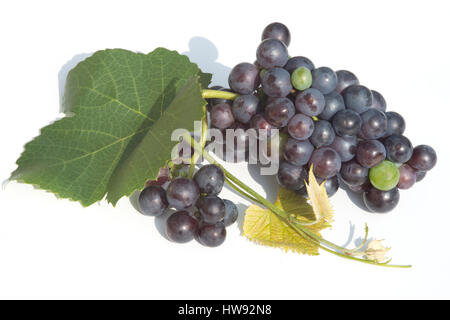blue grapes isolated on a white background Stock Photo