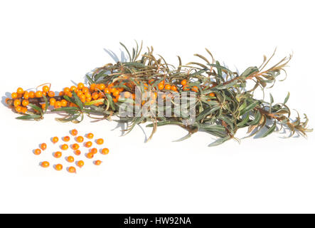 common sea buckthorn isolated on a white background Stock Photo