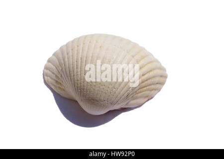 saltwater clams isolated on a white background Stock Photo