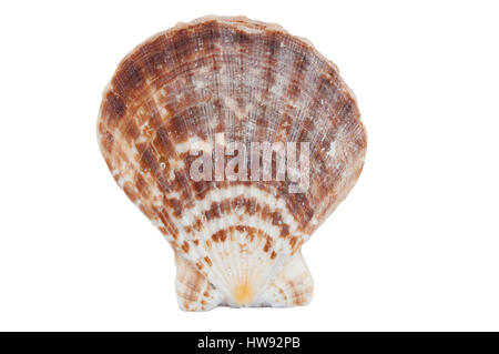 Queen scallop isolated on a white background Stock Photo