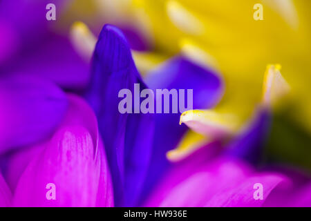 Closeups of bright multi colored colorful flowers Stock Photo
