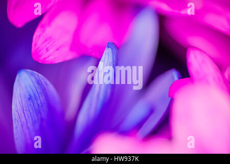 Closeups of bright multi colored colorful flowers Stock Photo