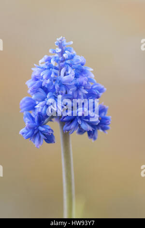 Muscari armeniacum 'Blue Spike' Stock Photo