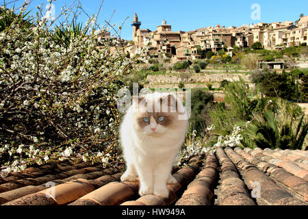 domestic cat, ragdoll, is standing on a roof in front of the mountain village Valldemossa, Spain, Baleares, Mallorca, spring Stock Photo