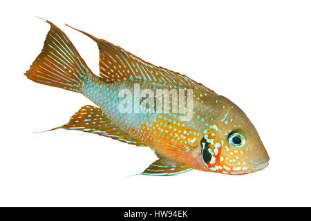 Mexican Fire Mouth (Thorichthys ellioti) - male, isolated Stock Photo