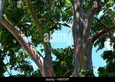 Tropical tree with beautiful coloration. Stock Photo