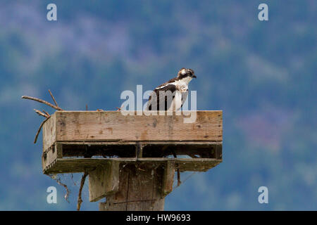 Osprey (Pandion haliaetus) sitting on a nesting box at Shuswap Lake below Salmon Arm Wharf, BC, Canada Stock Photo