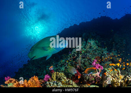 Humphead wrasse (Cheilinus undulatus) over reef, Red Sea, Ägyten Stock Photo