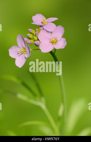 Cuckoo Flower (Cardamine pratensis), flowers, North Rhine-Westphalia, Germany Stock Photo