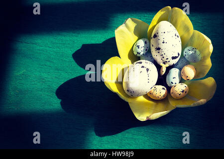 Colorful   Easter eggs in the nest of tulips Stock Photo